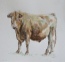 Charolais Steer